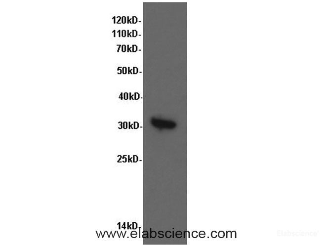 Western Blot analysis of Hela cells using CDK1 Polyclonal Antibody at dilution of 1:600