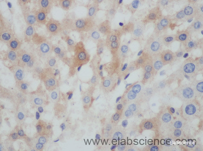 Immunohistochemistry of paraffin-embedded Rat liver using BCL2L15 Polyclonal Antibody at dilution of 1:50