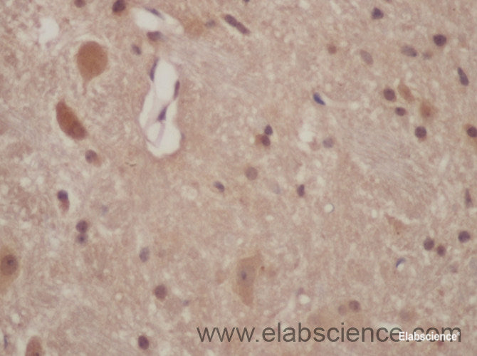 Immunohistochemistry of paraffin-embedded Mouse brain using CD274 Polyclonal Antibody at dilution of 1:50