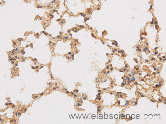 Immunohistochemistry of paraffin-embedded Rat lung using SF3A3 Polyclonal Antibody at dilution of 1:50