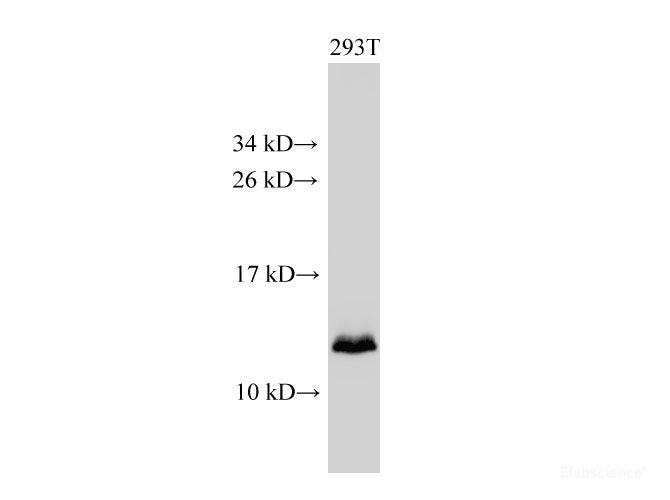 Western Blot analysis of 293T cell using MIF Polyclonal Antibody at dilution of 1:2000