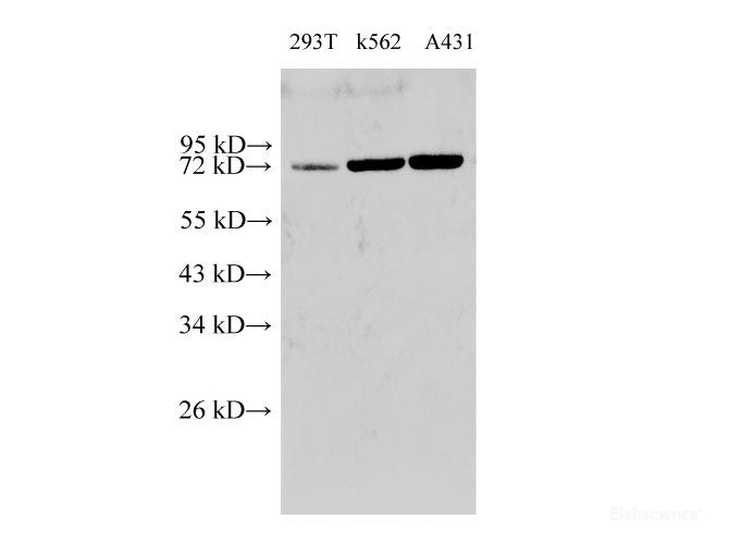Western Blot analysis of 293T, k562 and A431 cells using HSP70 Polyclonal Antibody at dilution of 1:2000