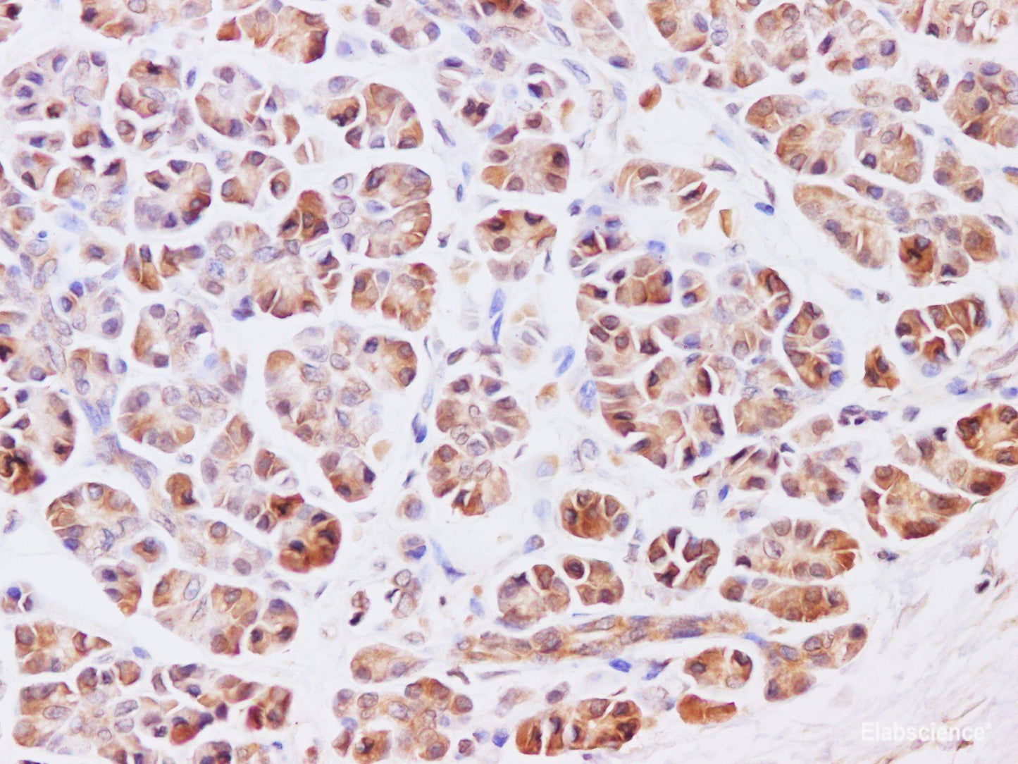 Immunohistochemistry of paraffin-embedded Human pancreas using HSF27 Polyclonal Antibody at dilution of 1:200
