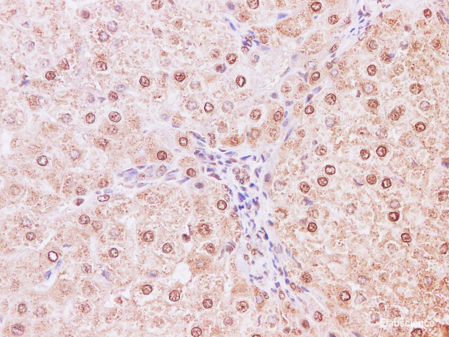 Immunohistochemistry of paraffin-embedded Human liver using NEDD8 Polyclonal Antibody at dilution of 1:200