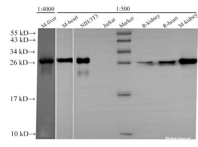 Western Blot analysis of Mouse liver, Mouse heart, NIH/3T3, Jurkat, Rat kidney, Rat heart and Mouse kidney using GSTM1 Polyclonal Antibody at dilution of 1:500