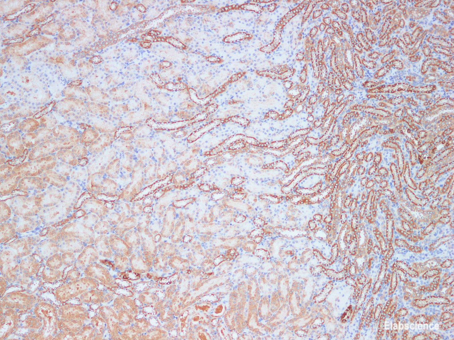 Immunohistochemistry of paraffin-embedded Rat kidney using KLK10 Polyclonal Antibody Antibody at dilution of 1:200(1×100)