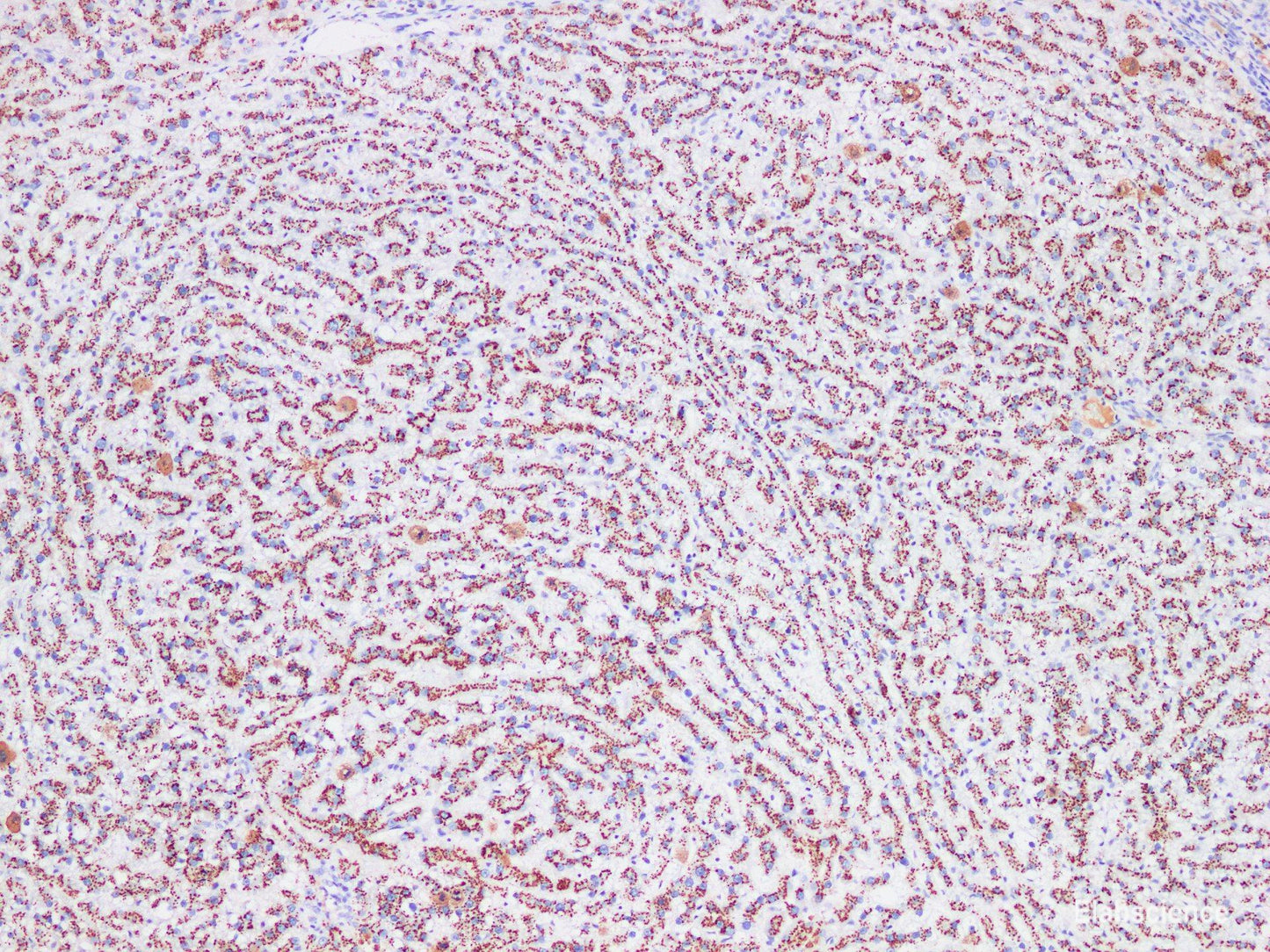 Immunohistochemistry of paraffin-embedded Rat liver using CD75 Polyclonl Antibody at dilution of 1:200(100×).