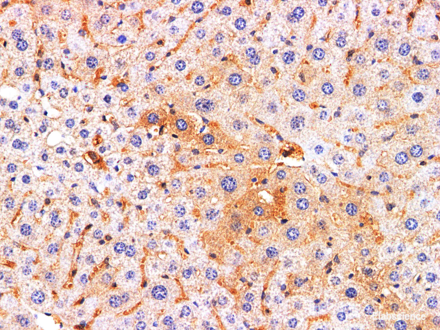Immunohistochemistry of paraffin-embedded Rat liver using REG4 Polyclonl Antibody at dilution of 1:200.