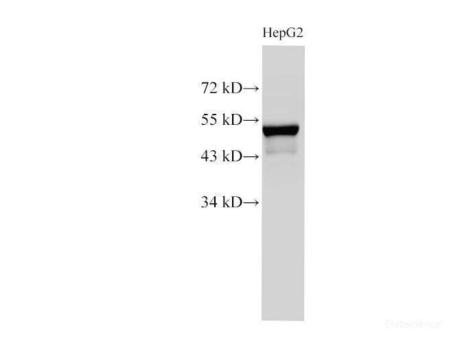 Western Blot analysis of HepG2 using CK-7 Polyclonl Antibody at dilution of 1:1000.
