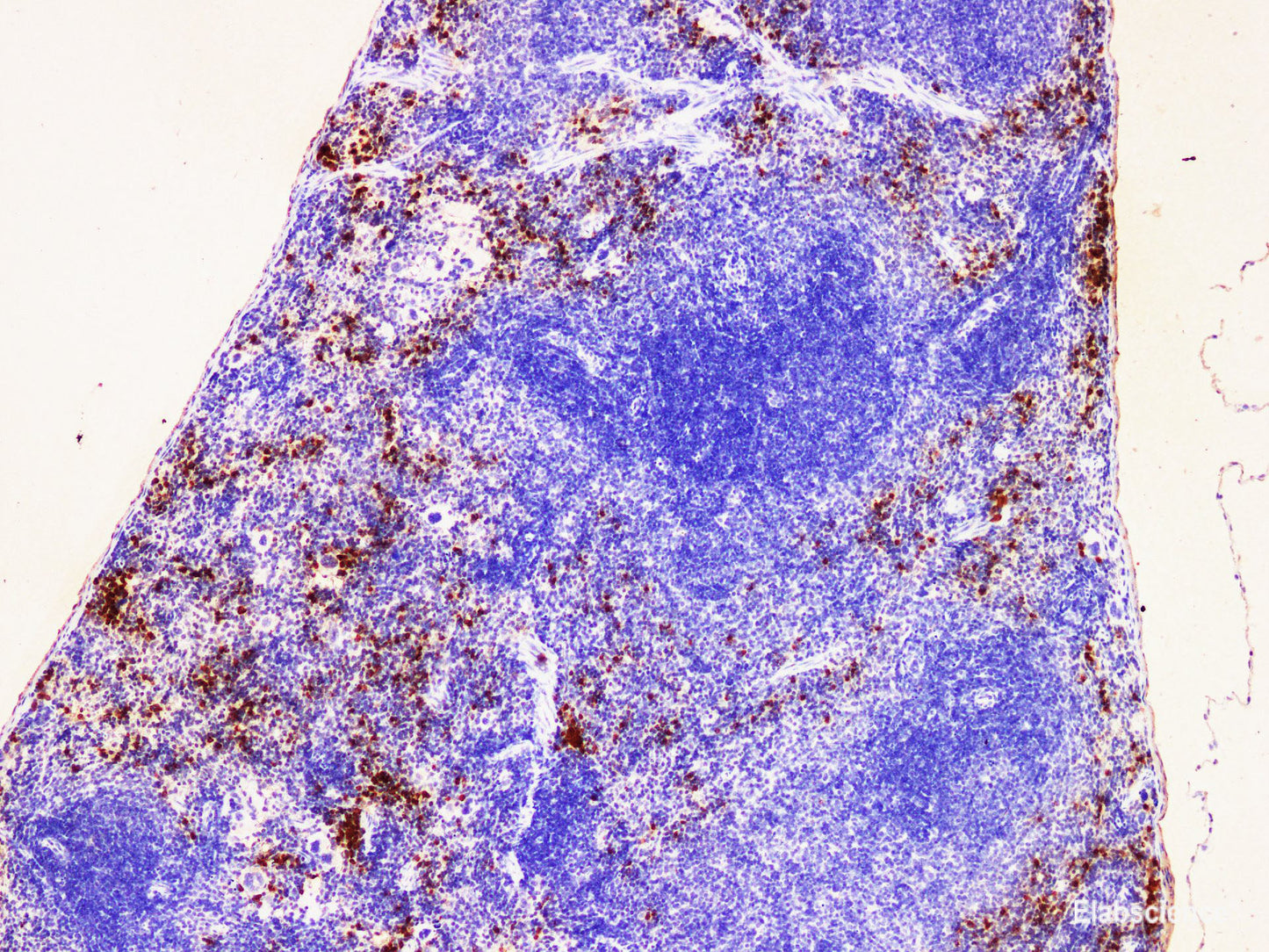Immunohistochemistry of paraffin-embedded Mouse spleen using S100A9 Polyclonal Antibody at dilution of 1:200(100×)