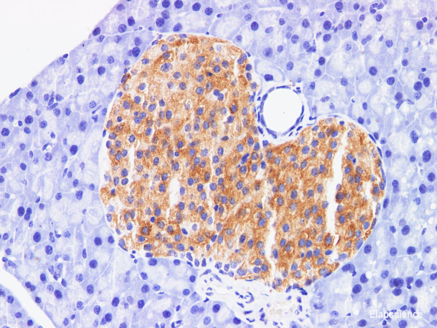Immunohistochemistry of paraffin-embedded Mouse pancreas using FAP Polyclonal Antibody at dilution of 1:200