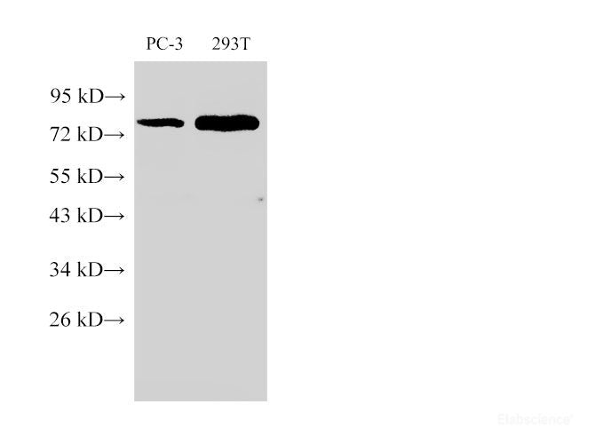 Western Blot analysis of 1)PC-3, 2)293T using PSMA Ployclonal Antibody at dilution of 1:500.