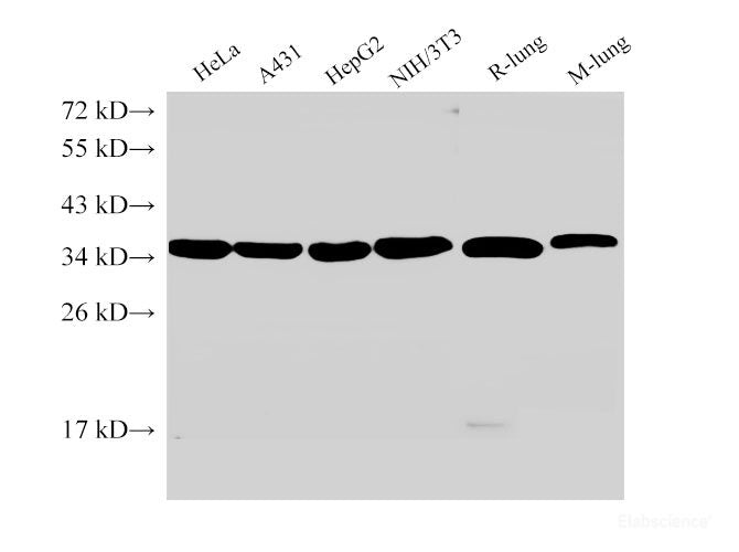Western Blot analysis of 1)Hela, 2)A431, 3)HepG2, 4)NIH/3T3, 5)Rat lung, 6)Mouse lung using ANXA5 Ployclonal Antibody at dilution of 1:2000.