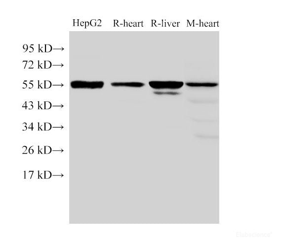 Western Blot analysis of HepG2, Rat heart, Rat liver and Mouse heart using FGB Polyclonal Antibody at dilution of 1:4000
