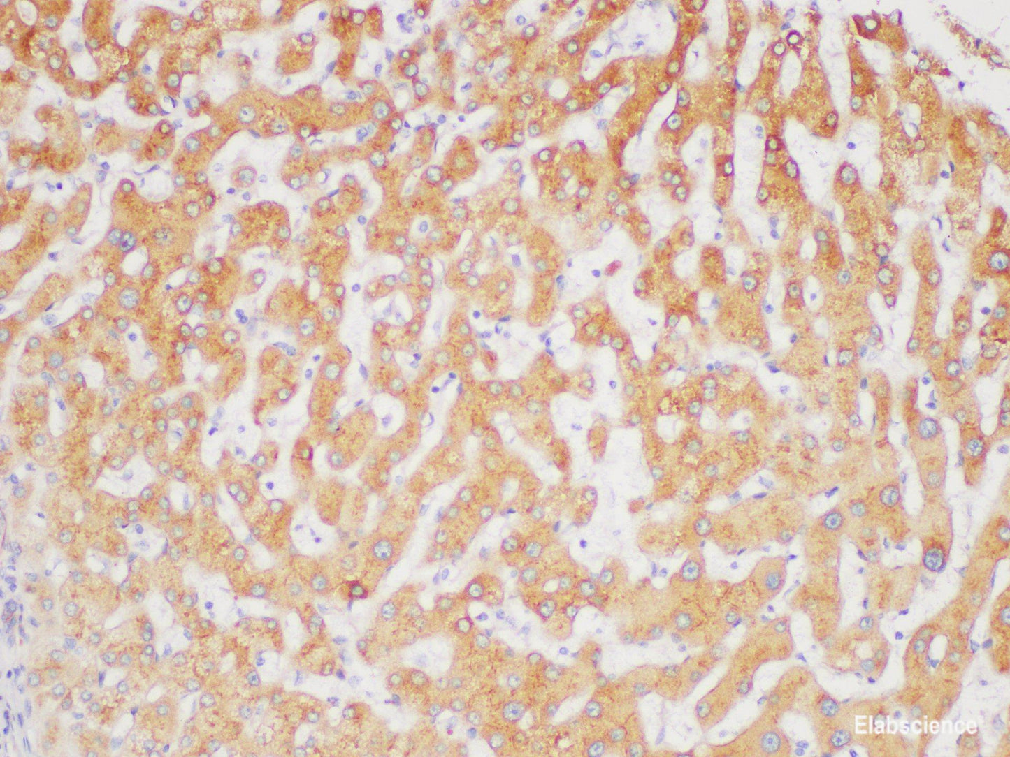 Immunohistochemistry of paraffin-embedded Human liver using FGL1 Polycloanl Antibody at dilution of 1:100