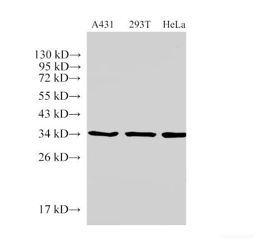 Western Blot analysis of A431, 293T and Hela cells using ANXA5 Polyclonal Antibody at dilution of 1:500