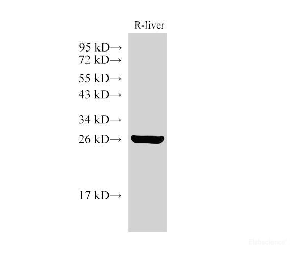 Western Blot analysis of Rat liver using GSTA1 Polyclonal Antibody at dilution of 1:3000