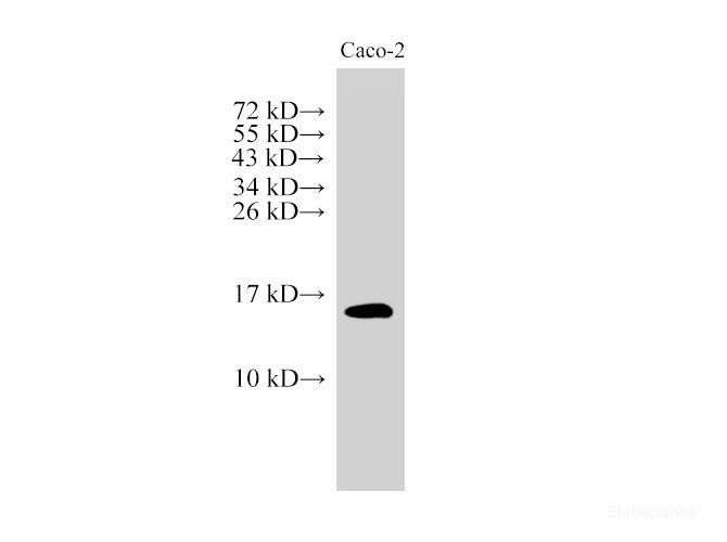 Western Blot analysis of Caco-2 cells using CST3 Polyclonal Antibody at dilution of 1:3000