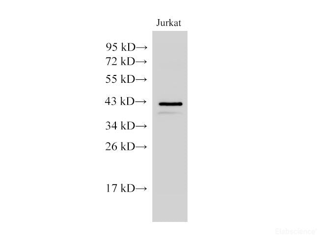 Western Blot analysis of Jurkat cells using CHI3L1 Polyclonal Antibody at dilution of 1:5000