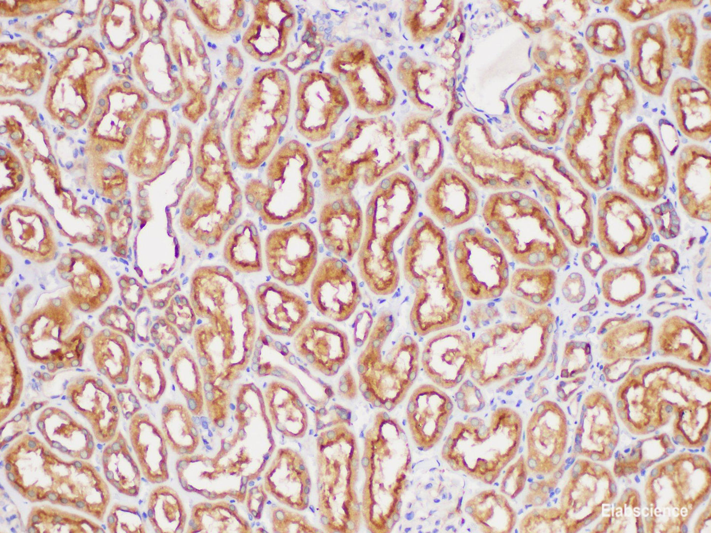 Immunohistochemistry of paraffin-embedded Human kidney using GPC1 Polycloanl Antibody at dilution of 1:300