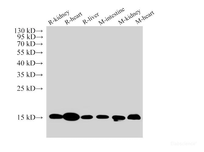 Western Blot analysis of 1)Rat kidney, 2)Rat heart, 3)Rat liver, 4)Mouse intestine, 5)Mouse kidney, 6)Mouse Heart using COX4 Polyclonal Antibody at dilution of 1:3000