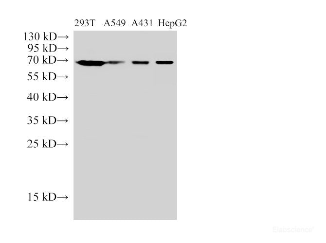 Western Blot analysis of 293T, A549, A431 and HepG2 cells using HSP70 Polyclonal Antibody at dilution of 1:10000.