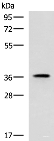 Western blot analysis of Mouse adrenal gland tissue lysate using USP50 Polyclonal Antibody at dilution of 1:400