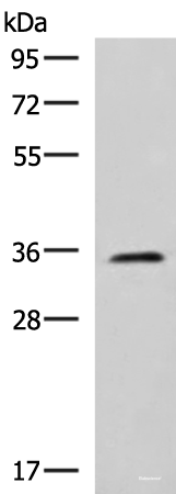 Western blot analysis of K562 cell lysate using JAM3 Polyclonal Antibody at dilution of 1:1000