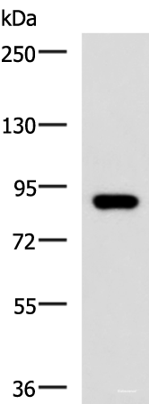 Western blot analysis of 293T cell lysate using ABCB5 Polyclonal Antibody at dilution of 1:500