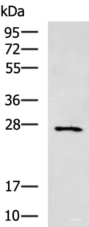 Western blot analysis of Mouse small intestines tissue lysate using CIDEC Polyclonal Antibody at dilution of 1:400