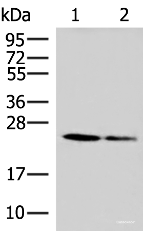 Western blot analysis of 293T and A549 cell lysates using CD63 Polyclonal Antibody at dilution of 1:800