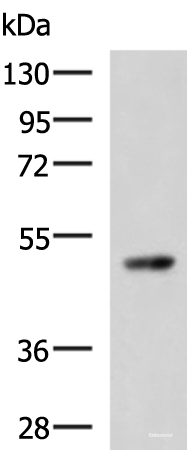 Western blot analysis of 293T cell lysate using TP53 Polyclonal Antibody at dilution of 1:1000