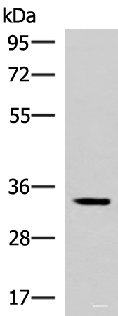 Western blot analysis of Mouse adrenal gland tissue lysate using FOSL2 Polyclonal Antibody at dilution of 1:550