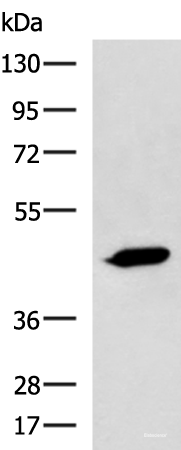 Western blot analysis of A431 cell lysate using ASB10 Polyclonal Antibody at dilution of 1:800