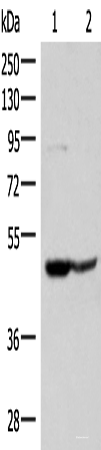 Western blot analysis of 293T and Jurkat cell lysates using C3AR1 Polyclonal Antibody at dilution of 1:400