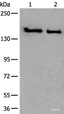 Western blot analysis of HUVEC and Jurkat cell lysates using SMC1A Polyclonal Antibody at dilution of 1:300