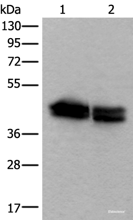 Western blot analysis of HEPG2 and NIH/3T3 cell lysates using TIA1 Polyclonal Antibody at dilution of 1:600