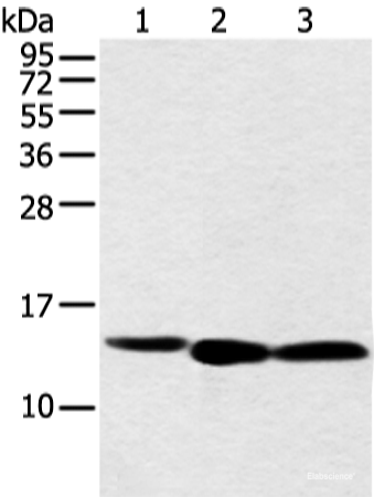 Western blot analysis of 293T cell using NDUFB3 Polyclonal Antibody at dilution of 1:500