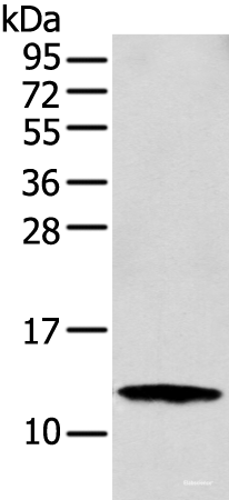 Western blot analysis of MCF-7 cell using S100A16 Polyclonal Antibody at dilution of 1:300