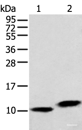 Western blot analysis of Hela cell and Human fetal liver tissue using MPC1 Polyclonal Antibody at dilution of 1:250