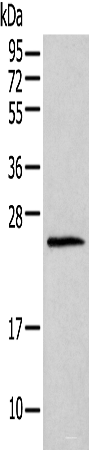 Western blot analysis of Mouse lung tissue using HIST1H1T Polyclonal Antibody at dilution of 1:400