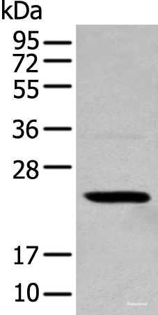Western blot analysis of 293T cell using TCEAL4 Polyclonal Antibody at dilution of 1:250