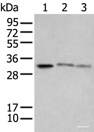 Western blot analysis of SP20 Raji and Jurkat cell lysates using SPIC Polyclonal Antibody at dilution of 1:650