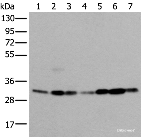 Western blot analysis of 293T Hela Jurkat and A431 cell Human heart tissue Mouse kidney tissue HEPG2 cell lysates using VDAC1 Polyclonal Antibody at dilution of 1:350