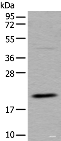Western blot analysis of RAW264.7 cell lysate using UFC1 Polyclonal Antibody at dilution of 1:500