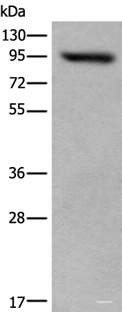 Western blot analysis of 293T cell lysate using USP6NL Polyclonal Antibody at dilution of 1:400