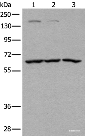 Western blot analysis of Raji Hela and A431 cell lysates using ATAD3A Polyclonal Antibody at dilution of 1:400