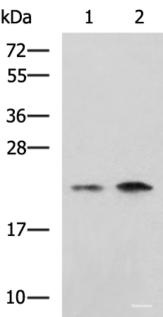 Western blot analysis of Jurkat Raji cell lysates using CHMP6 Polyclonal Antibody at dilution of 1:1000