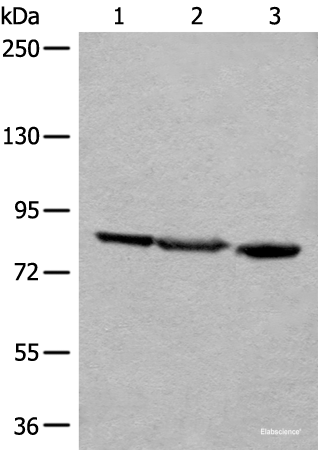 Western blot analysis of A549 Jurkat and HEPG2 cell lysates using TAGAP Polyclonal Antibody at dilution of 1:400