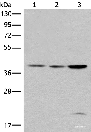 Western blot analysis of 293T cell lysates using ROM1 Polyclonal Antibody at dilution of 1:400